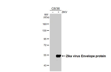 Anti-Zika virus Envelope protein antibody [HL5279] used in Western Blot (WB). GTX645717