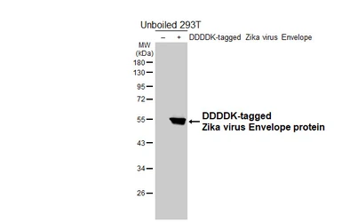 Anti-Zika virus Envelope protein antibody [HL5279] used in Western Blot (WB). GTX645717