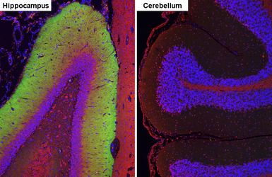 Anti-ICAM5 antibody [HL5294] used in IHC (Paraffin sections) (IHC-P). GTX645732