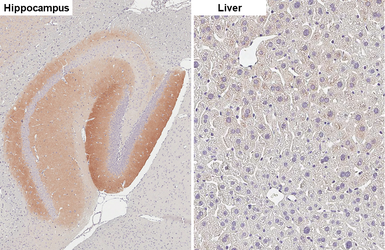 Anti-ICAM5 antibody [HL5294] used in IHC (Paraffin sections) (IHC-P). GTX645732