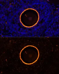Anti-ZP2 antibody used in IHC (Paraffin sections) (IHC-P). GTX64579