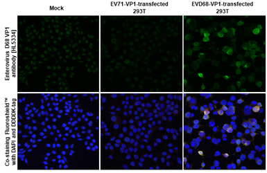 Anti-Enterovirus D68 VP1 antibody [HL5334] used in Immunocytochemistry/ Immunofluorescence (ICC/IF). GTX645812