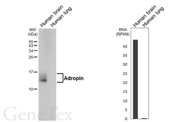 Anti-Adropin antibody [HL5355] used in Western Blot (WB). GTX645833
