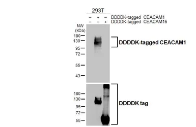 Anti-CEACAM1 antibody [HL5360] used in Western Blot (WB). GTX645838