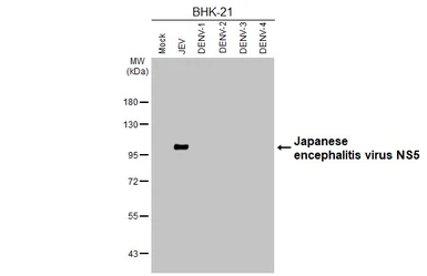 Anti-Japanese encephalitis virus NS5 antibody [HL5380] used in Western Blot (WB). GTX645948