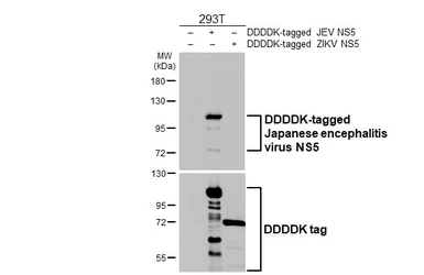 Anti-Japanese encephalitis virus NS5 antibody [HL5380] used in Western Blot (WB). GTX645948