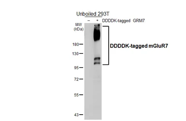 Anti-mGluR7 antibody [HL5417] used in Western Blot (WB). GTX645985