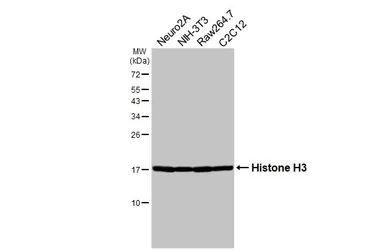 Anti-Histone H3 antibody [HL5419] used in Western Blot (WB). GTX645987
