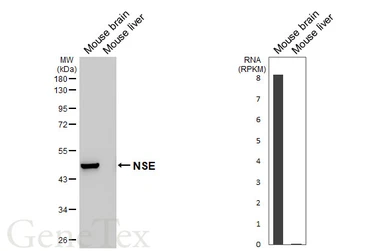 Anti-NSE antibody [HL5436] used in Western Blot (WB). GTX646078
