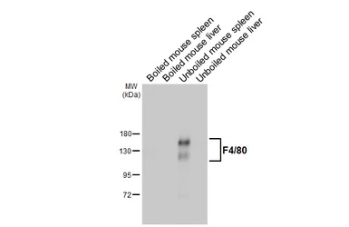 Anti-F4/80 antibody [HL5468] used in Western Blot (WB). GTX646110