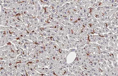 Anti-F4/80 antibody [HL5468] used in IHC (Paraffin sections) (IHC-P). GTX646110