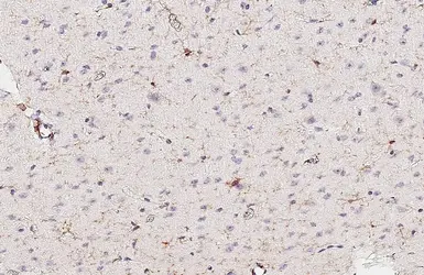Anti-F4/80 antibody [HL5468] used in IHC (Paraffin sections) (IHC-P). GTX646110