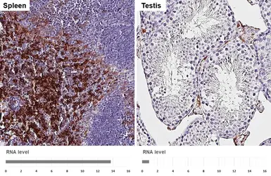 Anti-F4/80 antibody [HL5468] used in IHC (Paraffin sections) (IHC-P). GTX646110