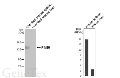 Anti-F4/80 antibody [HL5468] used in Western Blot (WB). GTX646110