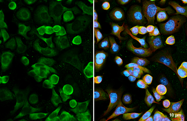 Anti-Myoglobin antibody [HL5479] used in Immunocytochemistry/ Immunofluorescence (ICC/IF). GTX646143