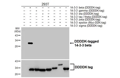 Anti-14-3-3 beta antibody [HL5523] used in Western Blot (WB). GTX646186