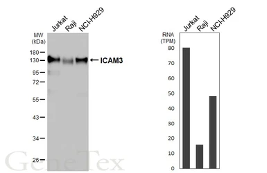 Anti-ICAM3 antibody [HL5530] used in Western Blot (WB). GTX646193