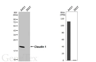 Anti-Claudin 1 antibody [HL5537] used in Western Blot (WB). GTX646211