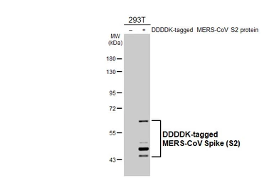 Anti-MERS-CoV Spike (S2) antibody [HL5539] used in Western Blot (WB). GTX646213