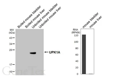 Anti-UPK1A antibody [HL5541] used in Western Blot (WB). GTX646215