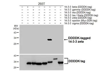 Anti-14-3-3 zeta antibody [HL5545] used in Western Blot (WB). GTX646219
