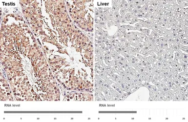 Anti-14-3-3 zeta antibody [HL5545] used in IHC (Paraffin sections) (IHC-P). GTX646219