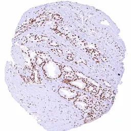 Anti-NRF1 antibody [HMV4723] HistoMAX&trade; used in IHC (Paraffin sections) (IHC-P). GTX646252
