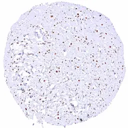 Anti-NRF1 antibody [HMV4723] HistoMAX&trade; used in IHC (Paraffin sections) (IHC-P). GTX646252
