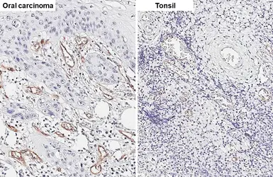 Anti-CD105 antibody [HL5574] used in IHC (Paraffin sections) (IHC-P). GTX646256