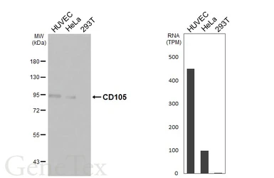 Anti-CD105 antibody [HL5574] used in Western Blot (WB). GTX646256