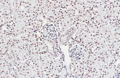Anti-Retinoid X Receptor alpha antibody [HL5604] used in IHC (Paraffin sections) (IHC-P). GTX646286
