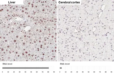 Anti-Retinoid X Receptor alpha antibody [HL5604] used in IHC (Paraffin sections) (IHC-P). GTX646286