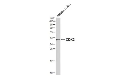 Anti-CDX2 antibody [HL5637] used in Western Blot (WB). GTX646326