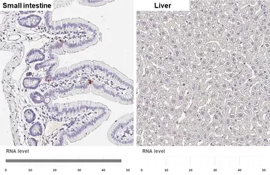 Anti-Cholecystokinin antibody [HL5639] used in IHC (Paraffin sections) (IHC-P). GTX646328