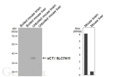 Anti-xCT / SLC7A11 antibody [HL5658] used in Western Blot (WB). GTX646467