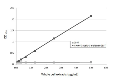 Anti-Chikungunya virus Capsid antibody [HL5662] used in ELISA (ELISA). GTX646471