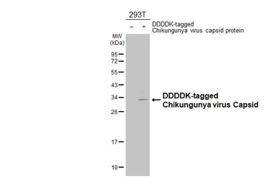 Anti-Chikungunya virus Capsid antibody [HL5662] used in Western Blot (WB). GTX646471