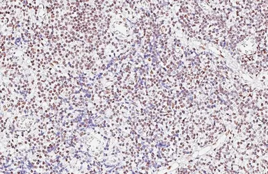 Anti-HNRNPA3 antibody [HL5675] used in IHC (Paraffin sections) (IHC-P). GTX646484
