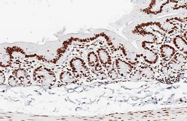Anti-HNRNPA3 antibody [HL5675] used in IHC (Paraffin sections) (IHC-P). GTX646484