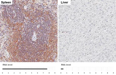 Anti-SHIP1 antibody [HL5681] used in IHC (Paraffin sections) (IHC-P). GTX646490