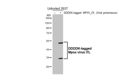Anti-Mpox virus I7L antibody [HL5688] used in Western Blot (WB). GTX646497