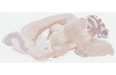 Anti-alpha Internexin antibody [HL5689] used in IHC (Paraffin sections) (IHC-P). GTX646520