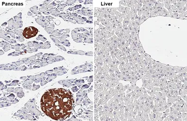 Anti-Amylin antibody [HL5701] used in IHC (Paraffin sections) (IHC-P). GTX646532