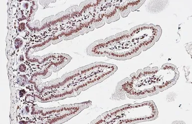 Anti-TDP43 antibody [HL5704] used in IHC (Paraffin sections) (IHC-P). GTX646535