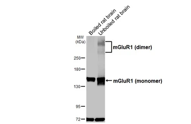 Anti-mGluR1 antibody [HL5718] used in Western Blot (WB). GTX646549
