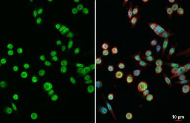Anti-LEF1 antibody [HL5729] used in Immunocytochemistry/ Immunofluorescence (ICC/IF). GTX646680