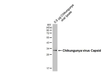 Anti-Chikungunya virus Capsid antibody [HL5731] used in Western Blot (WB). GTX646682