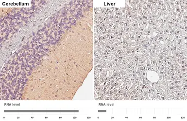 Anti-14-3-3 theta antibody [HL5739] used in IHC (Paraffin sections) (IHC-P). GTX646690