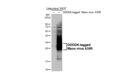 Anti-Mpox virus A35R antibody [HL5804] used in Western Blot (WB). GTX646875