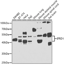 Anti-IFRD1 antibody used in Western Blot (WB). GTX64705